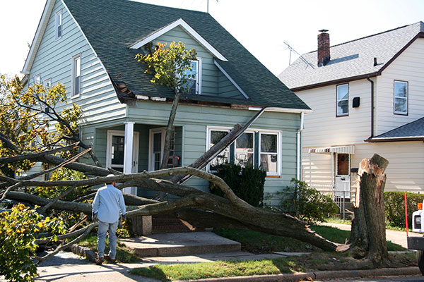 Damaged House From Tree 1113138